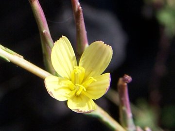 Pianta sana sull''Etna e malata a Catania- Lactuca saligna